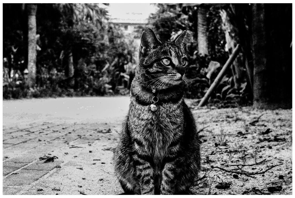 monochrome