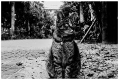 monochrome