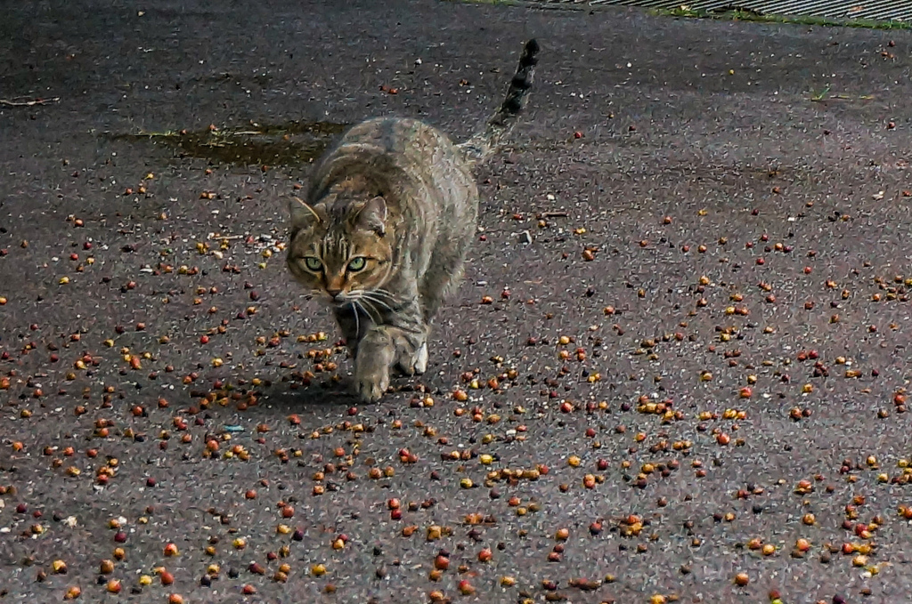 ねこ