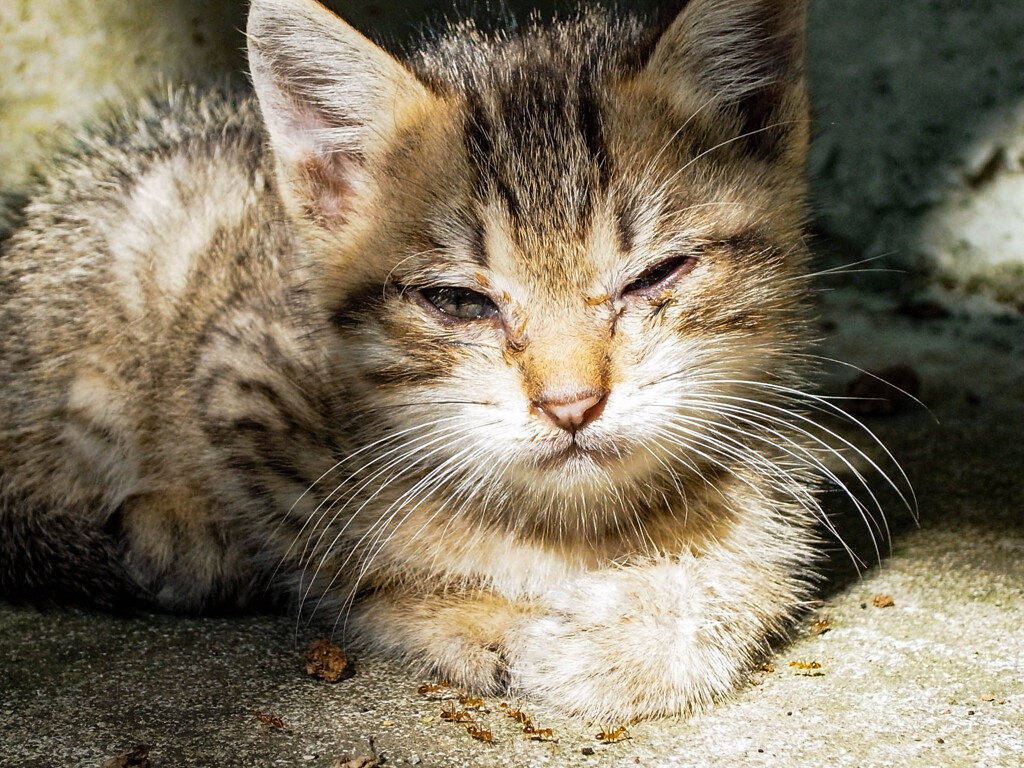 ねこ