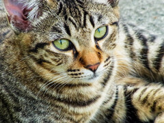 ねこ