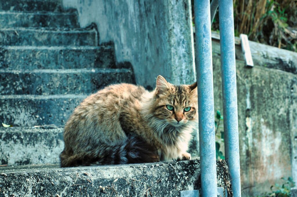 ねこ