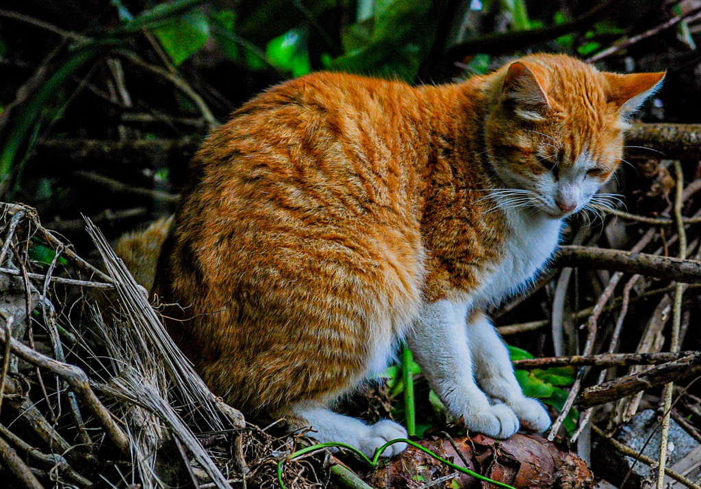 ねこ