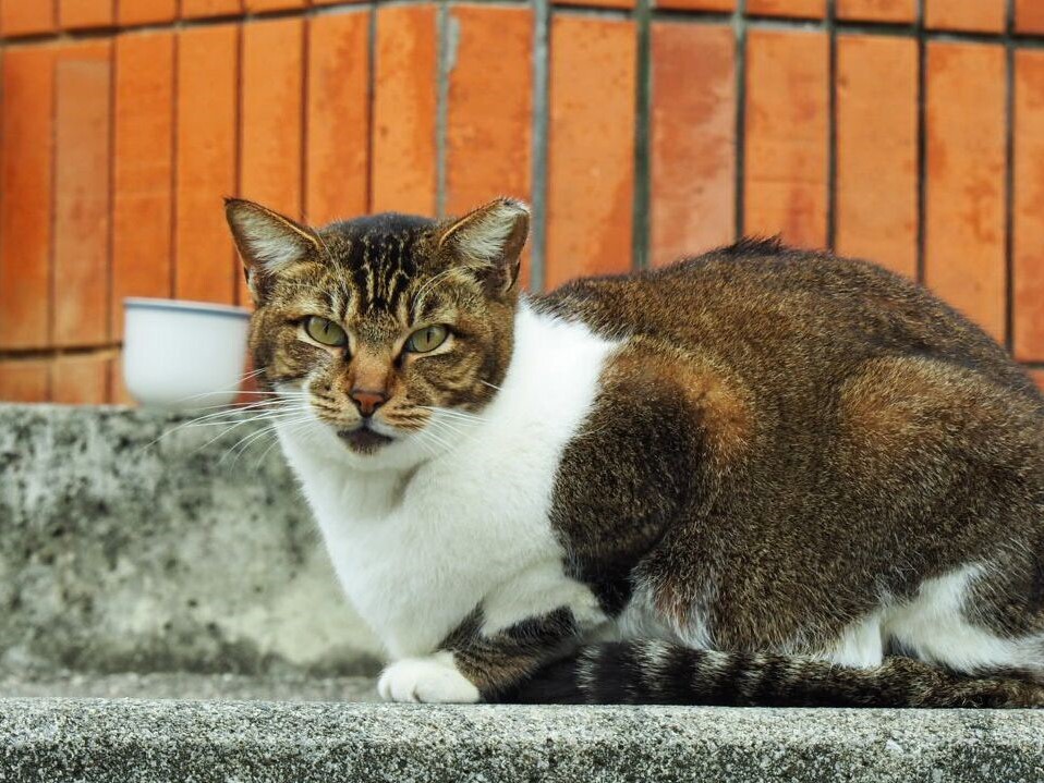 ねこ