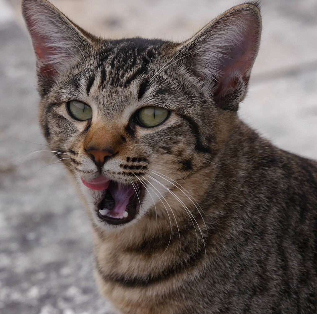 ねこ　