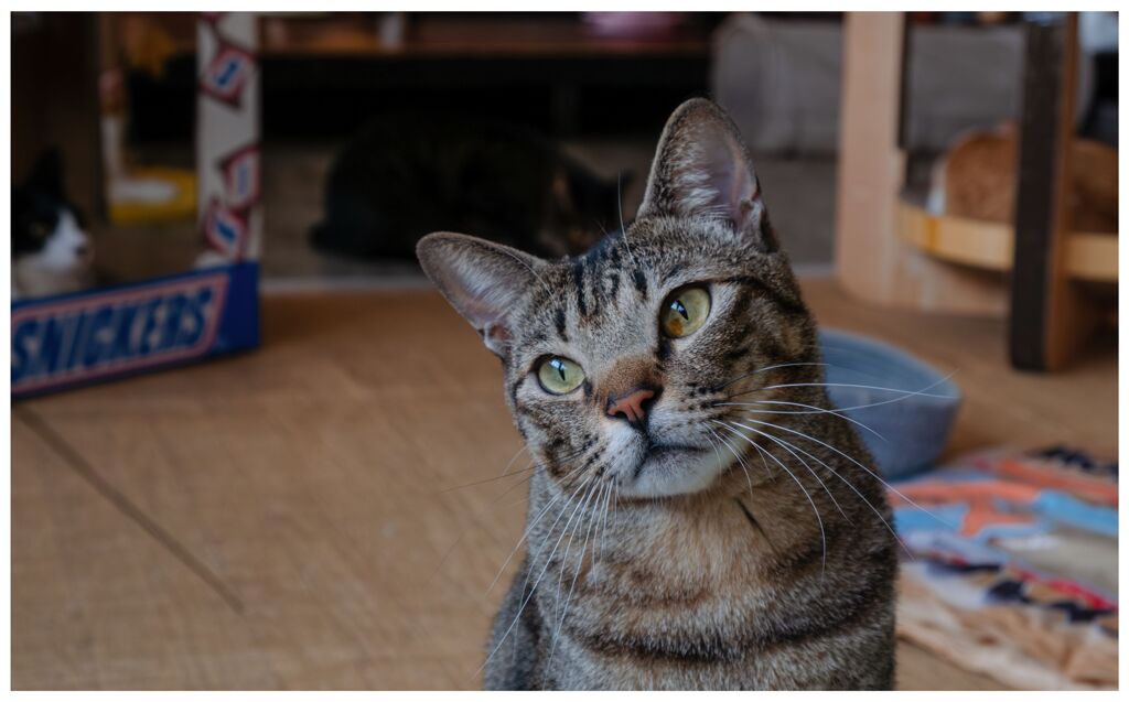 ねこ