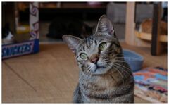 ねこ