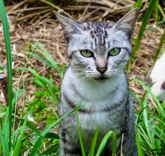 ねこ