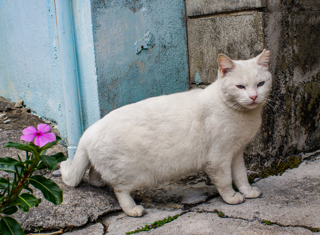 ねこ