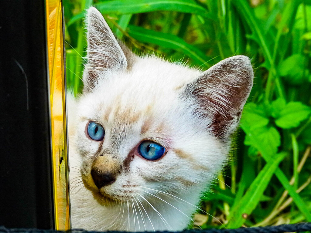 ねこ