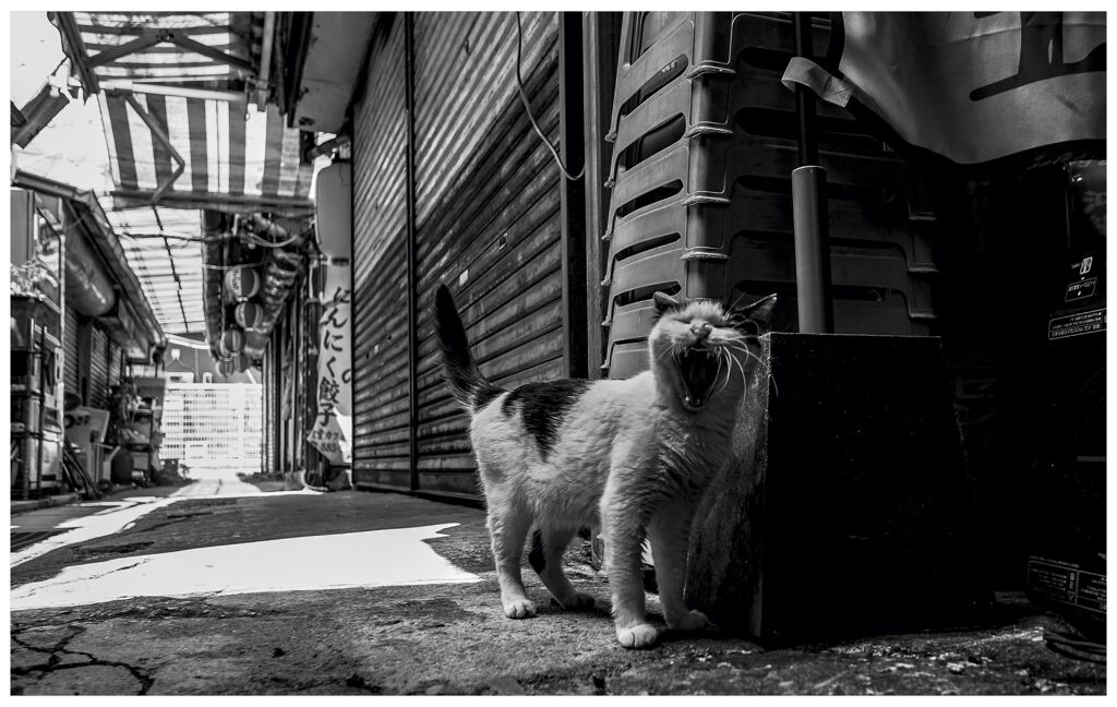 monochrome