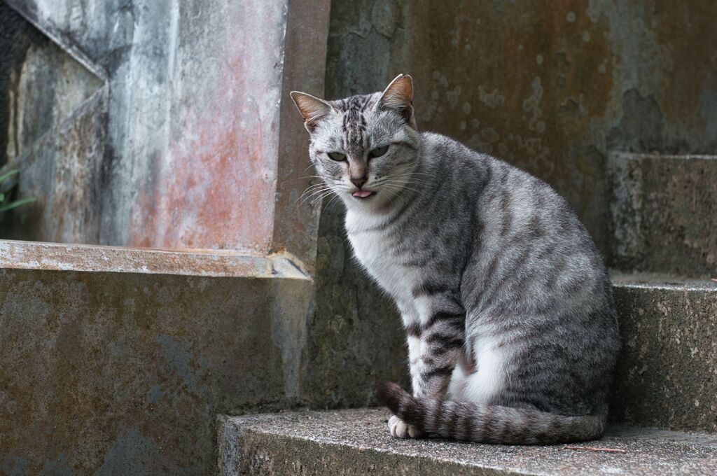 ねこ