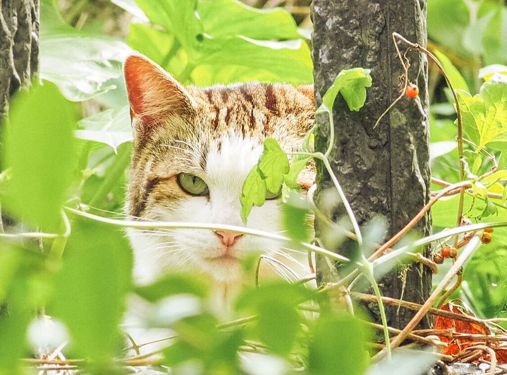 ねこ