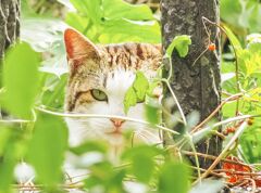 ねこ