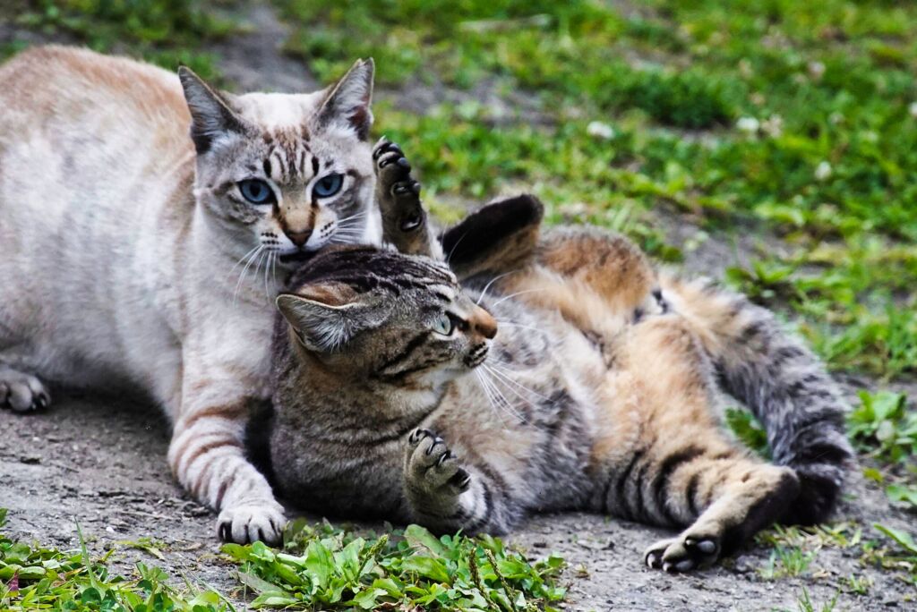 ねこ