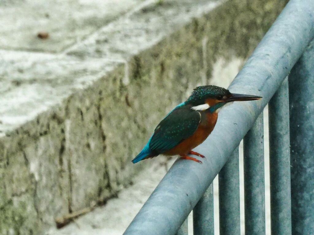 とりさん