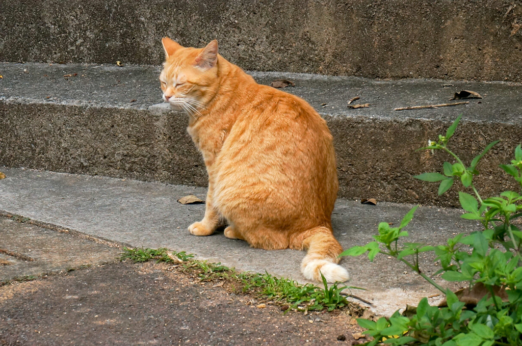 ねこ