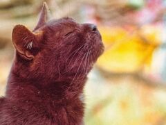 ねこ