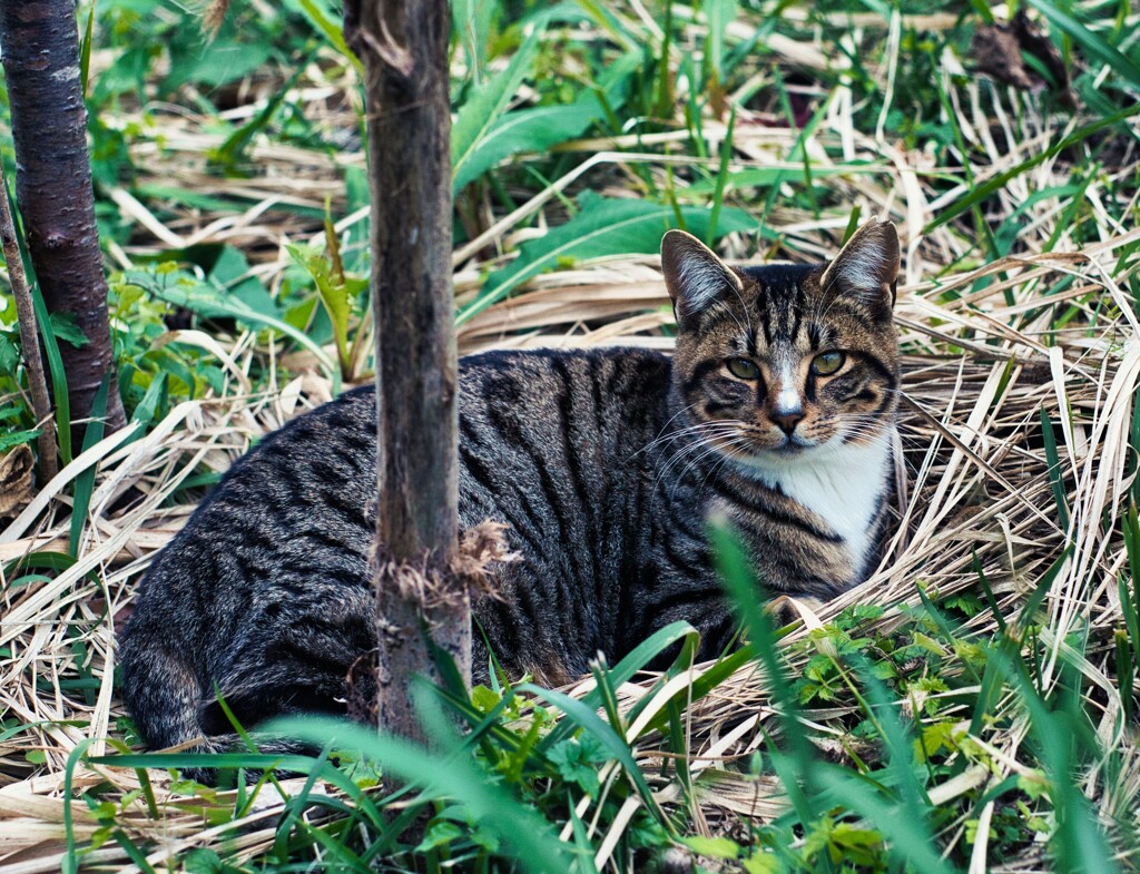 ねこ