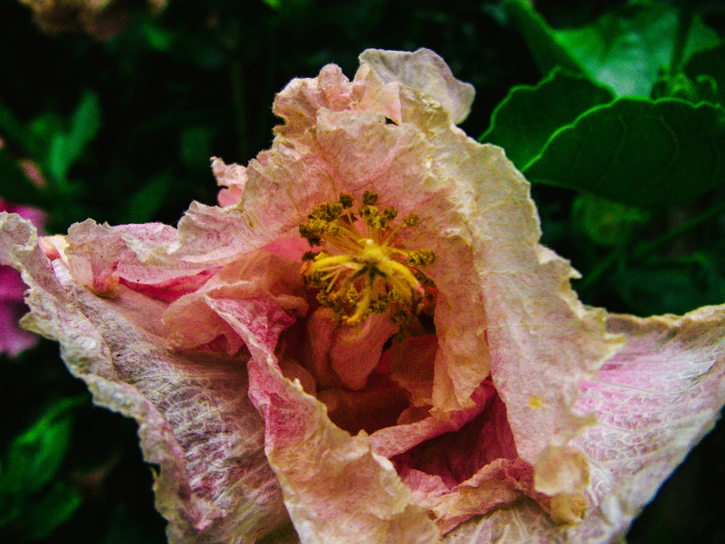 GXR　RAWテスト