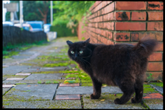 ねこ