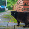 ねこ