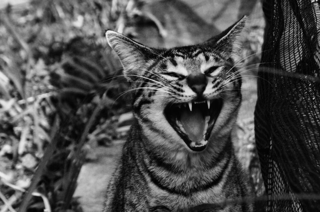 ねこ