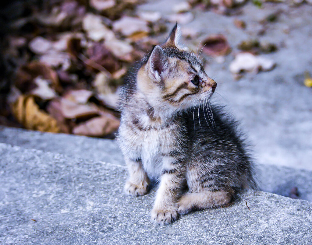 ねこ