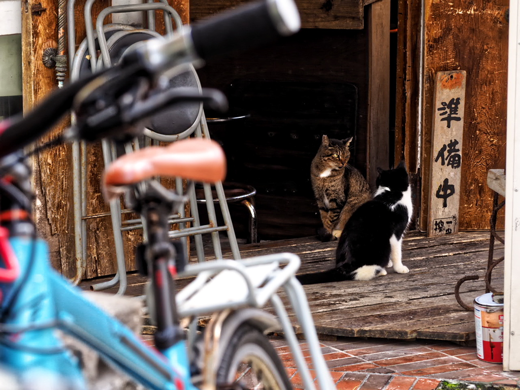 ねこ