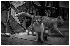 monochrome