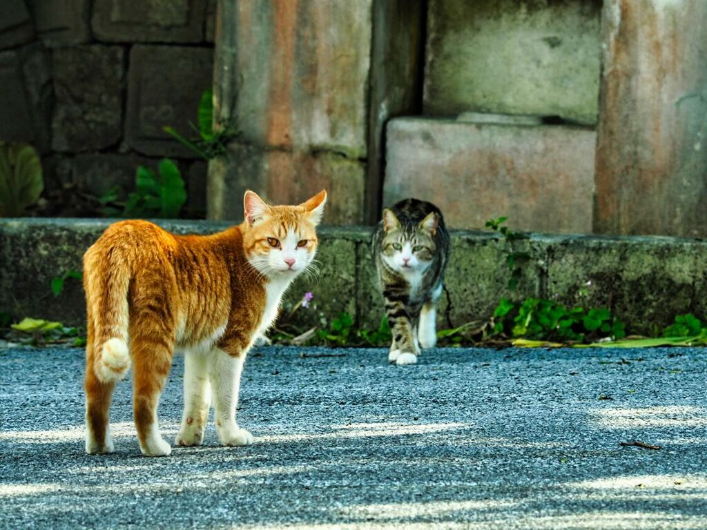 ねこ