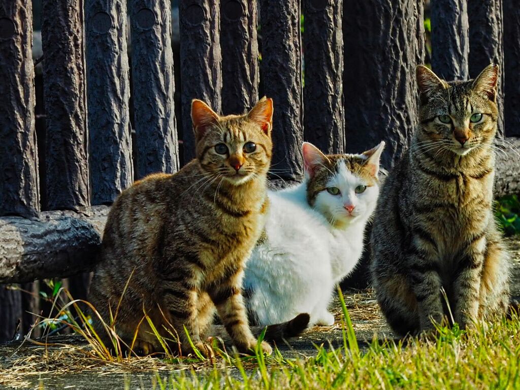 ねこ