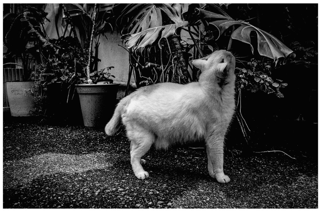 monochrome