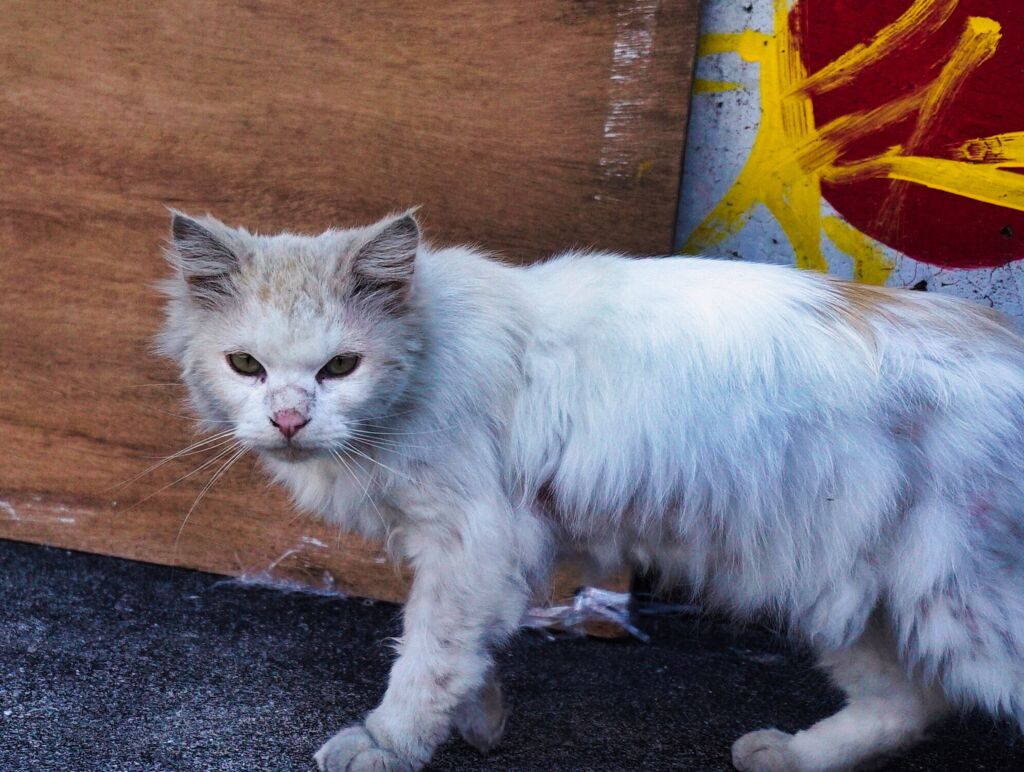 ねこ