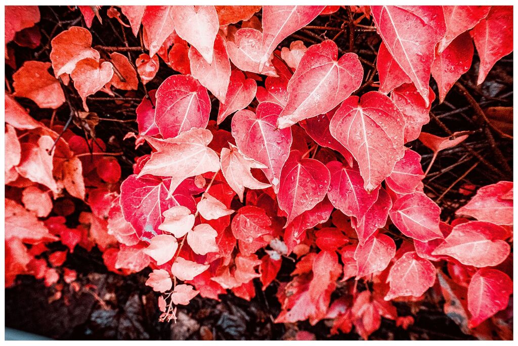 color