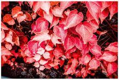 color