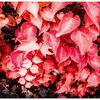color