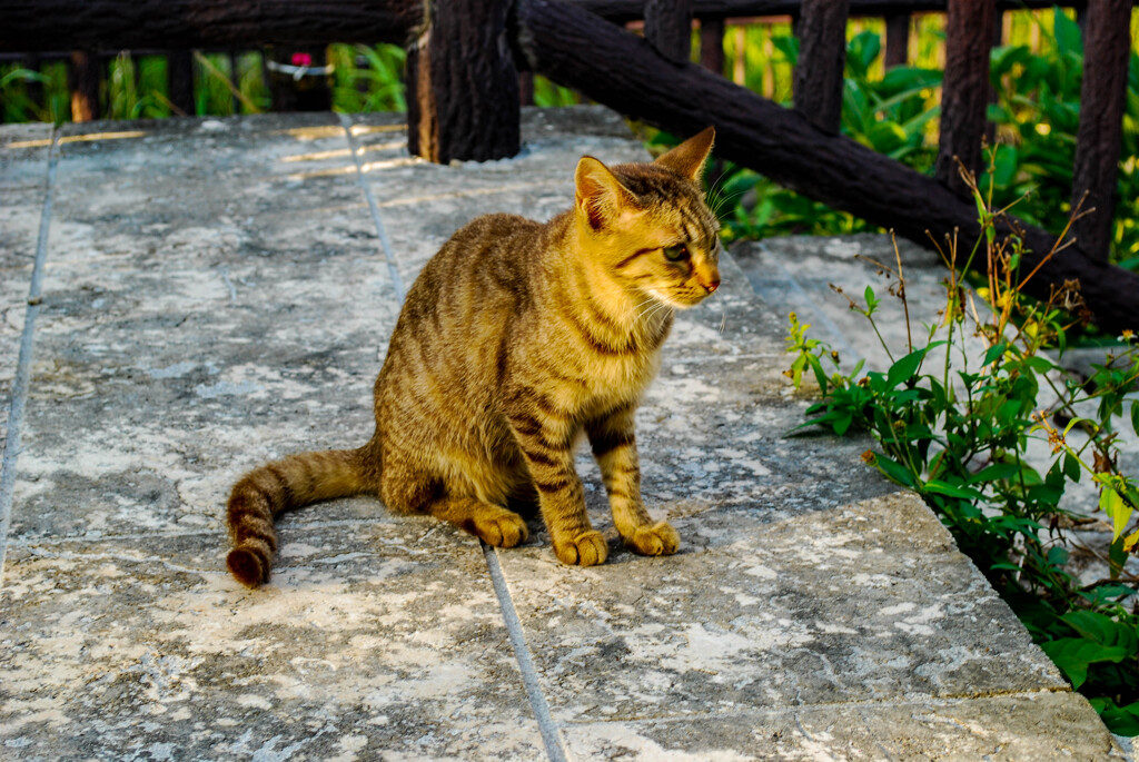 ねこ