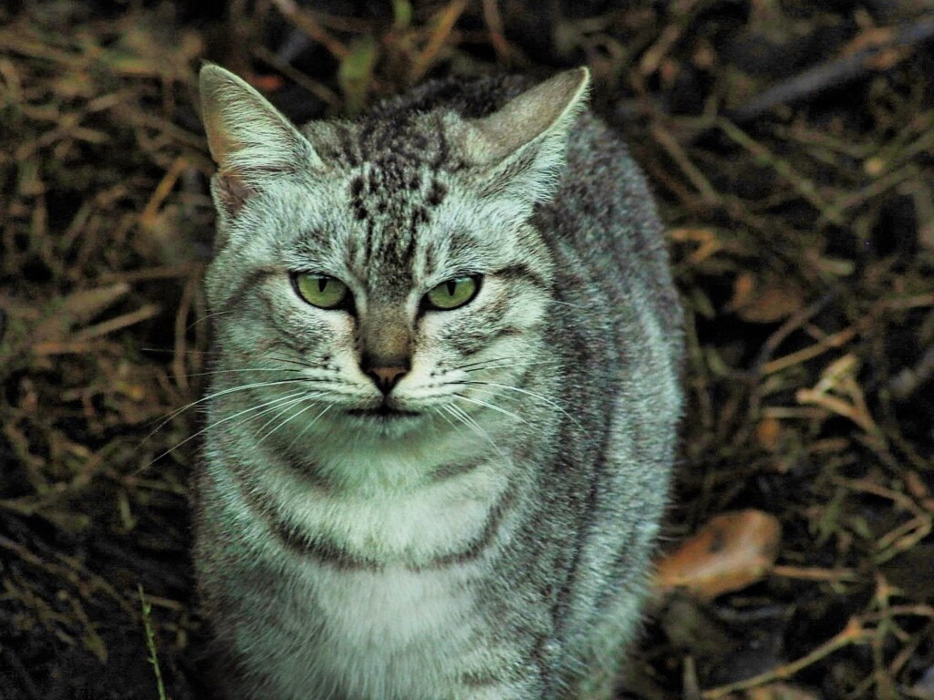 ねこ