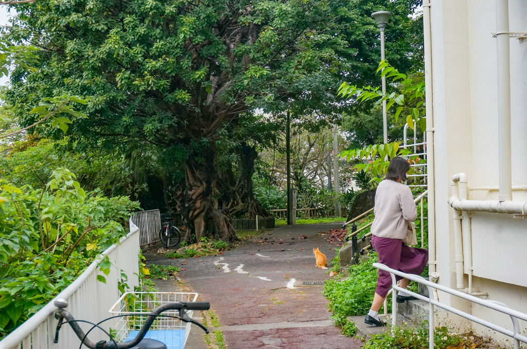 ねこの居る風景