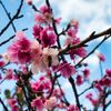 RICOH XR RIKENON 50mm F2 X NEX-6
