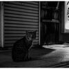 monochrome