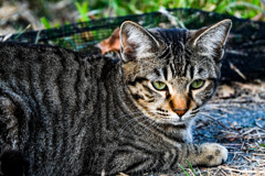 ねこ