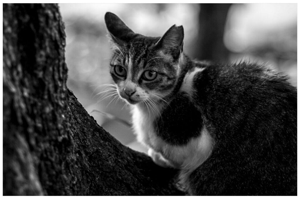 ねこ