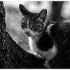 ねこ