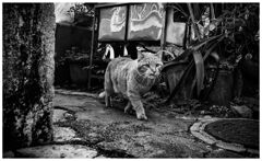 monochrome