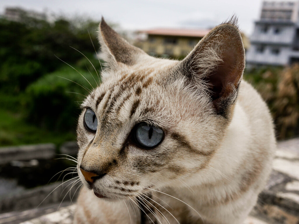 ねこ