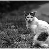 ねこ