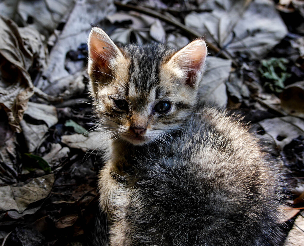 ねこ
