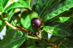 D40